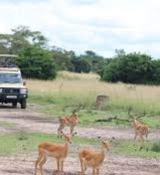 Mburo Mburo