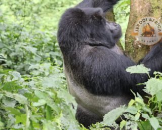 Mountain Gorilla in Bwindi Impenetrable Forest National park Mountain gorilla in Bwindi Impenetrable National Park, one of the best destinations in Uganda