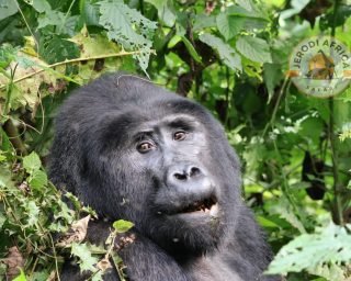 Mountain Gorillas in Bwindi Impenetrable Forest National park (11) Mountain Gorillas in Bwindi Impenetrable Forest National park (11)