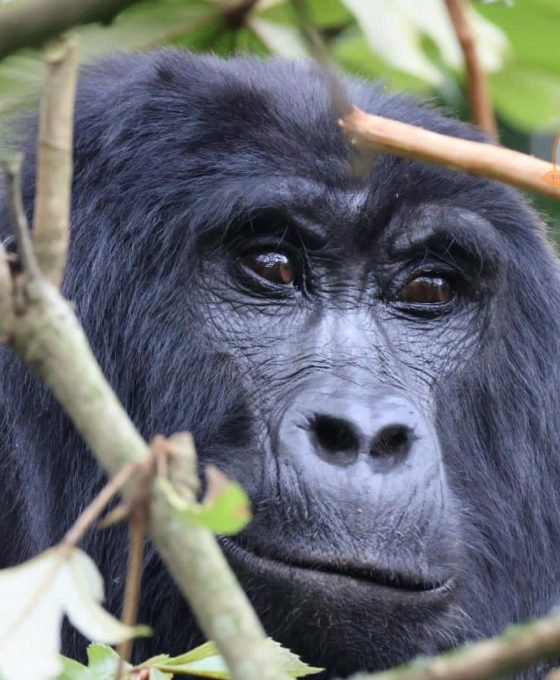 Mountain gorilla in Bwindi Impenetrable National Park, one of the best destinations in Uganda