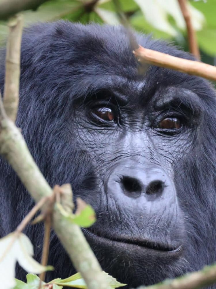 Mountain gorilla in Bwindi Impenetrable National Park, one of the best destinations in Uganda