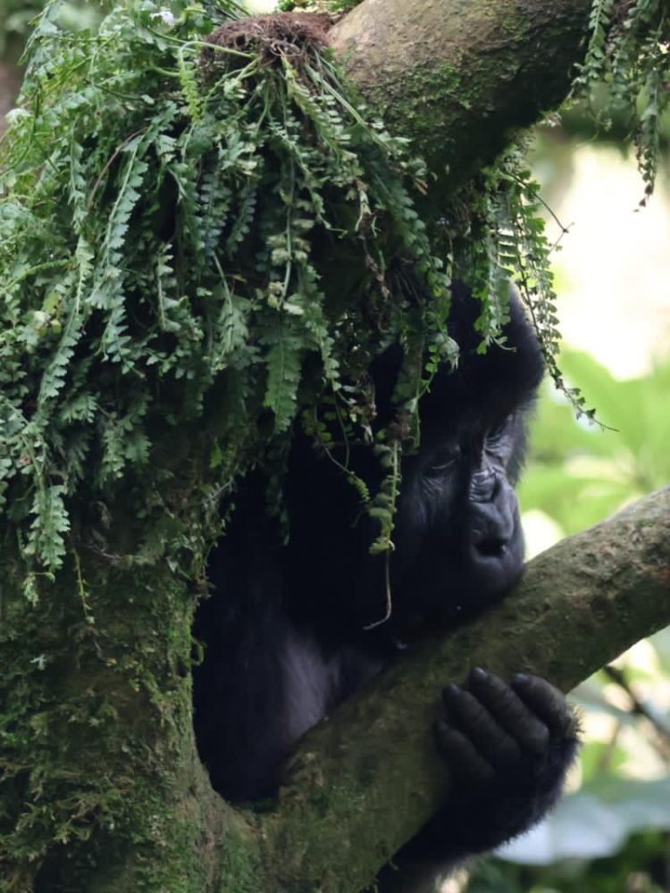 Mountain Gorillas in Bwindi Impenetrable Forest National park (6)