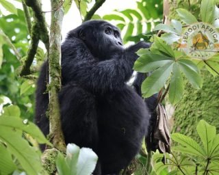 Mountain Gorillas in Bwindi Impenetrable Forest National park (8) Mountain Gorillas in Bwindi Impenetrable Forest National park (8)