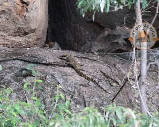 Nile Monitor Nile Monitor