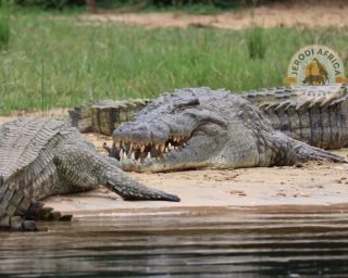 Nile crocodile (3) Nile crocodile (3)
