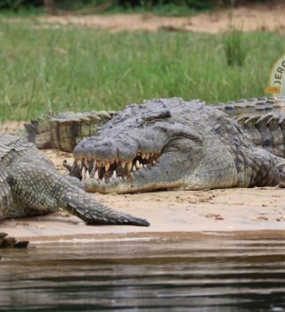 Nile crocodile (3) Nile crocodile (3)