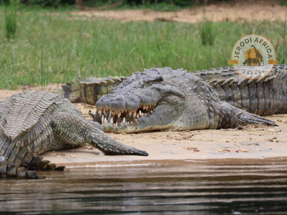 Nile crocodile (3)