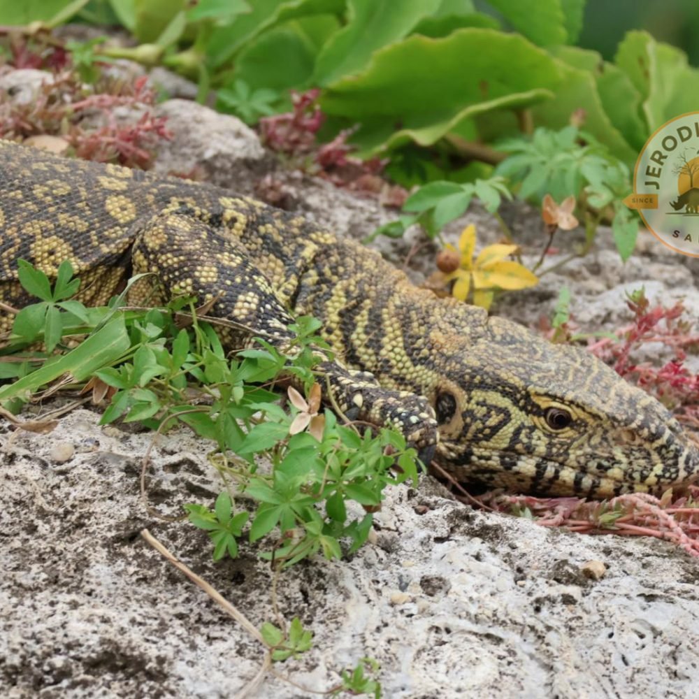 Nile monitor lizard