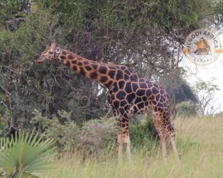 Nubian Giraffe Nubian Giraffe