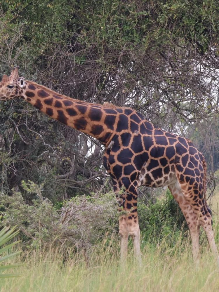 Nubian Giraffe