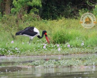 Saddle-billed stork Saddle-billed stork