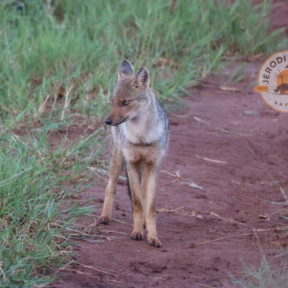 Side-striped Jackal in Kidepo Valley