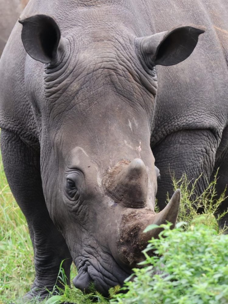 Southern white rhinoceroses at Ziwa Rhino sanctuary