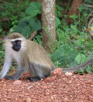 Vervet monkey on ground Vervet monkey on ground