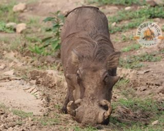 Warthog Warthog