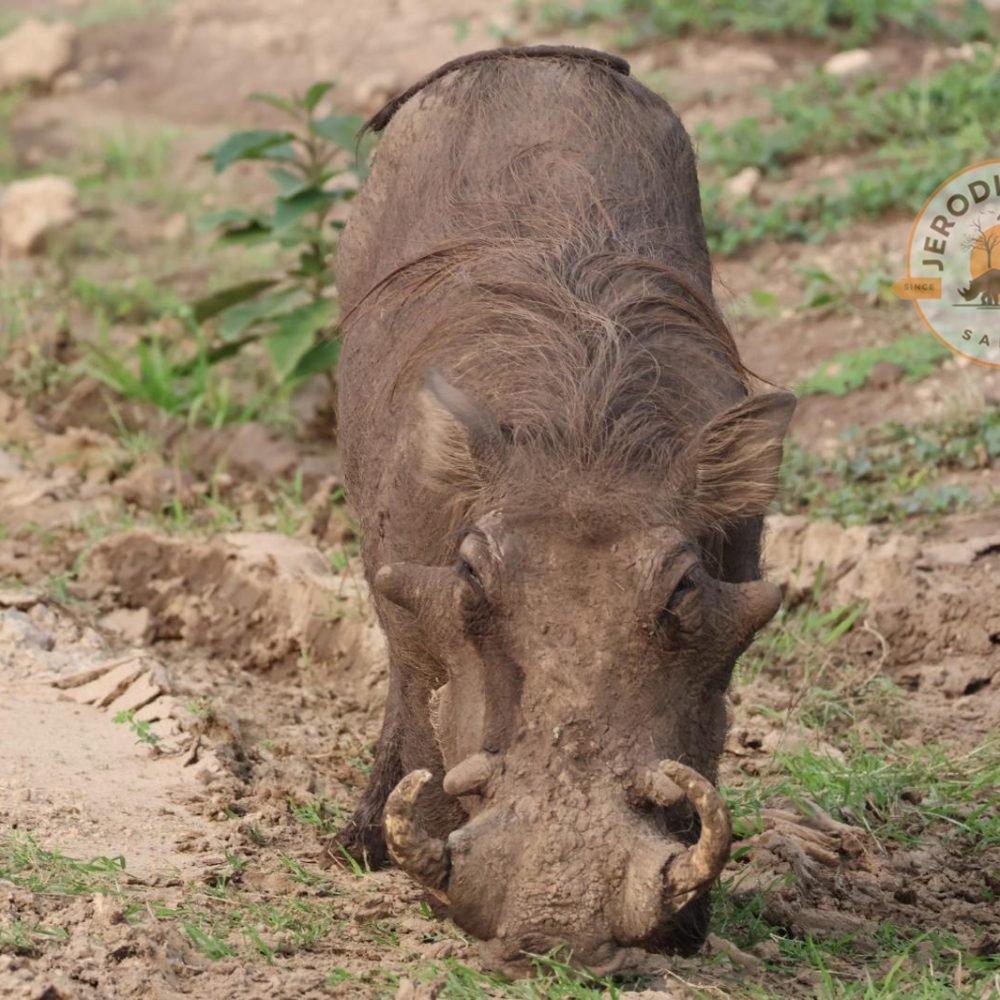 Warthog