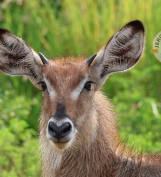 Waterbuck Waterbuck