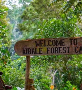 Welcome-to-Kibale-Forest-Camp Welcome-to-Kibale-Forest-Camp