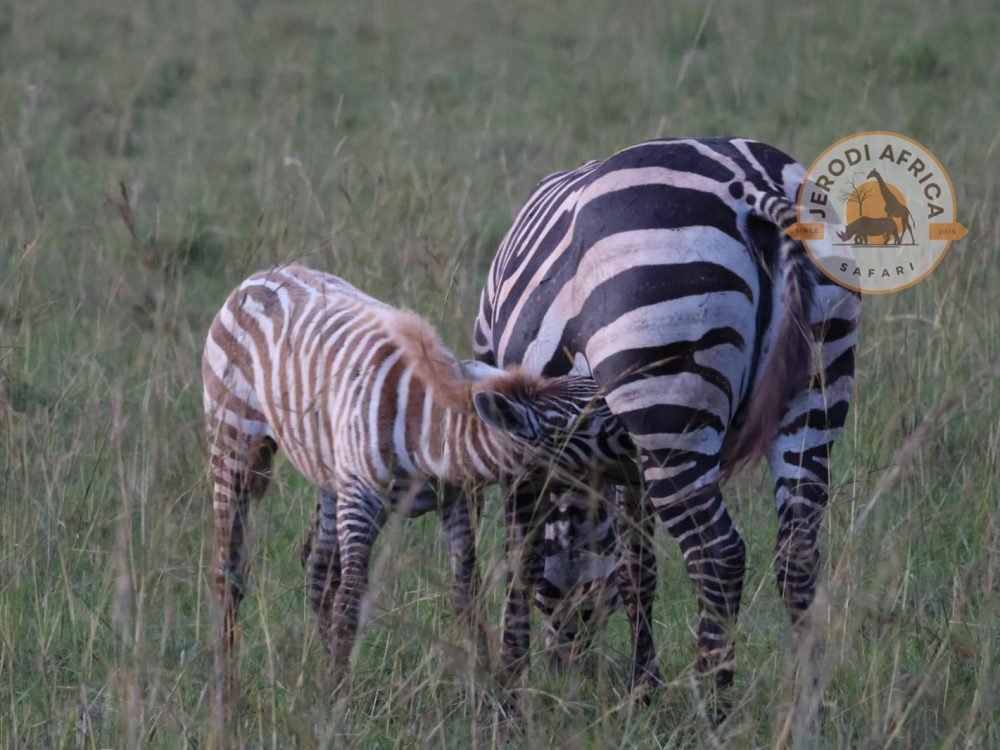 Zebra Breast feeding