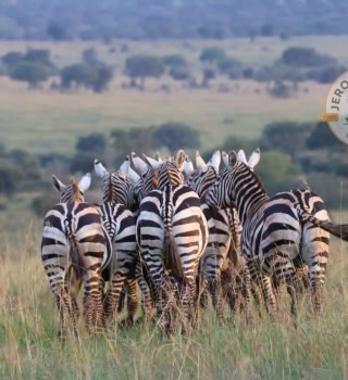 Zebras huddling Zebras huddling