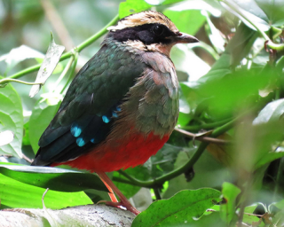 bird bird