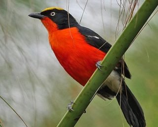 birds birds