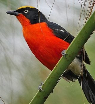 birds birds