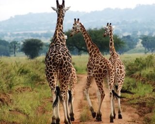 giraffe giraffe