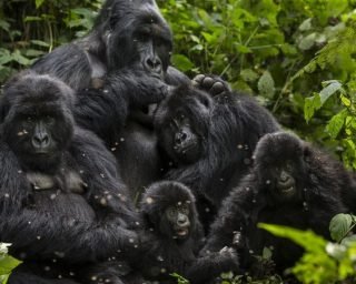 gorilla gorilla