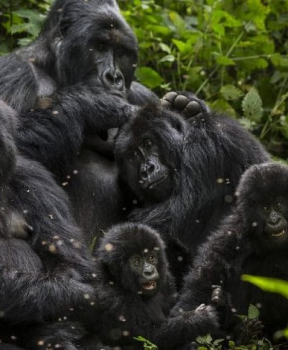 gorilla