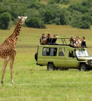 safari-at-queen-elizabeth-1 safari-at-queen-elizabeth-1