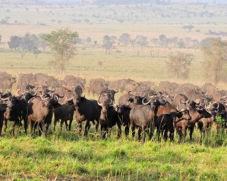 uwa-national-parks-kidepo-valley-herd-of-buffalos uwa-national-parks-kidepo-valley-herd-of-buffalos