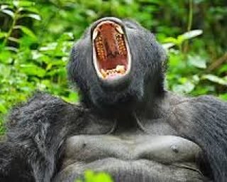 yawning gorilla yawning gorilla